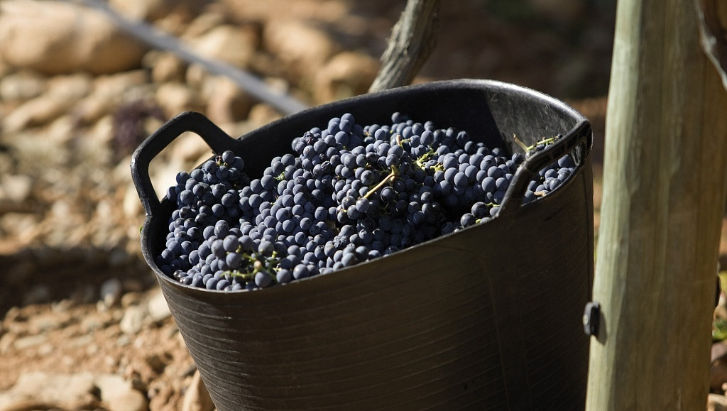 Uva Tempranillo