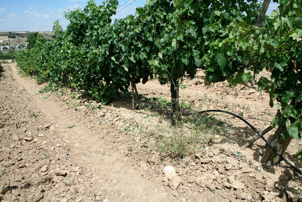 Terroir em Ribera del Duero, Espanha