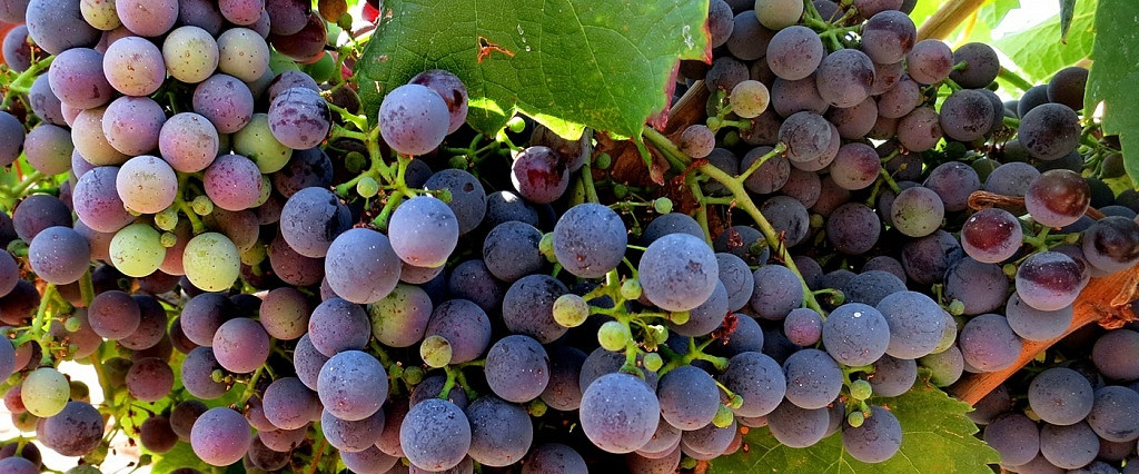 Uvas Carménère, Chile