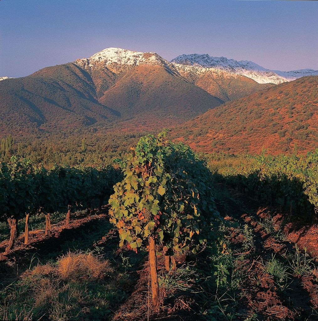 Vinhedos Santa Alicia, Chile