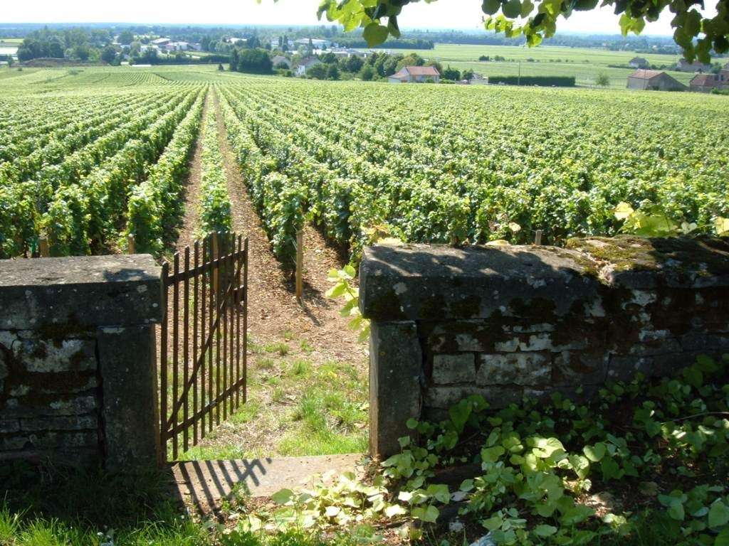 Vinhedos em Saint-Éstèphe, Bordeaux, França