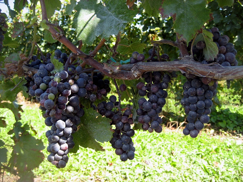 Cabernet Franc, Viva o Vinho