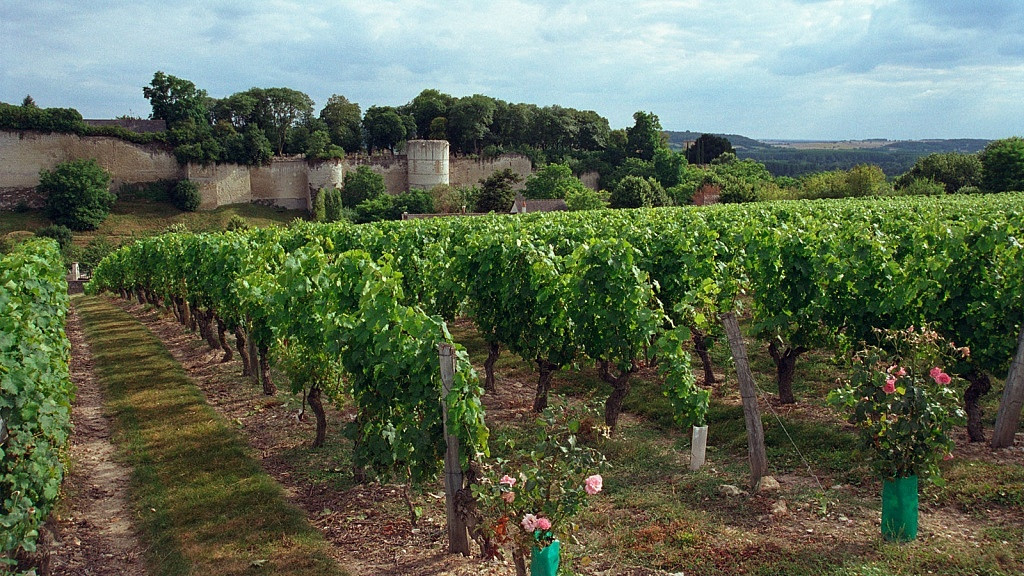 Cabernet Franc, Viva o Vinho