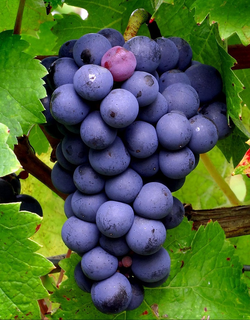 Cabernet Franc, Viva o Vinho