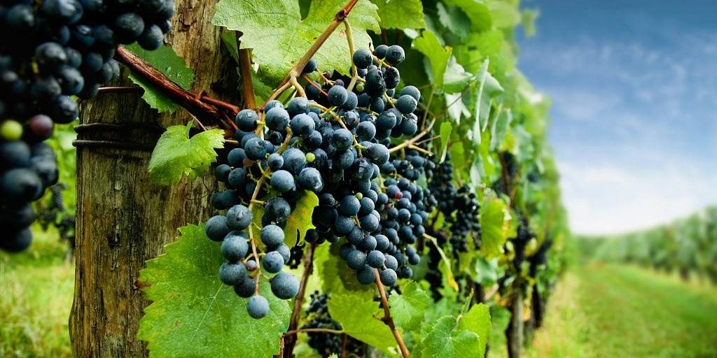 Cabernet Franc, Viva o Vinho