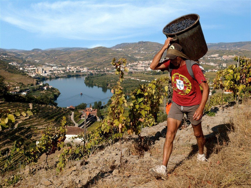 Douro, Viva o Vinho