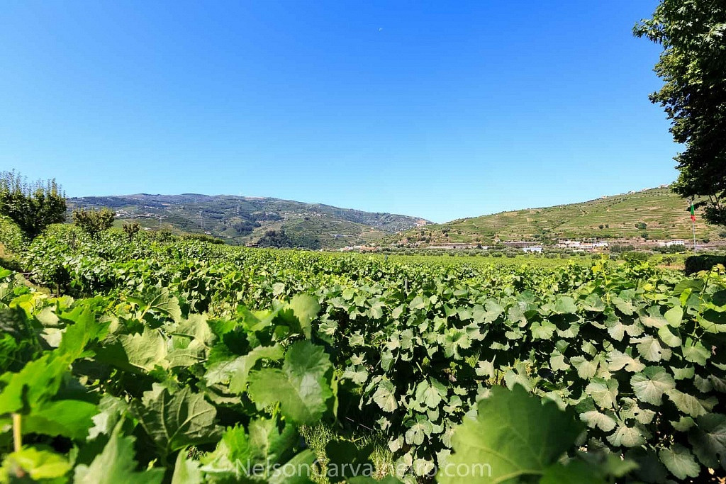 Douro, Portugal, Viva o Vinho