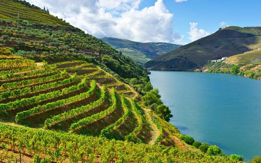 Douro, Viva o Vinho