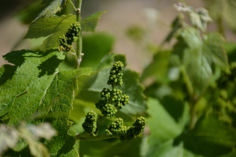 Vinhos De Colares O Vinho Que Nasce Na Areia De Uma Regi O Nica Em