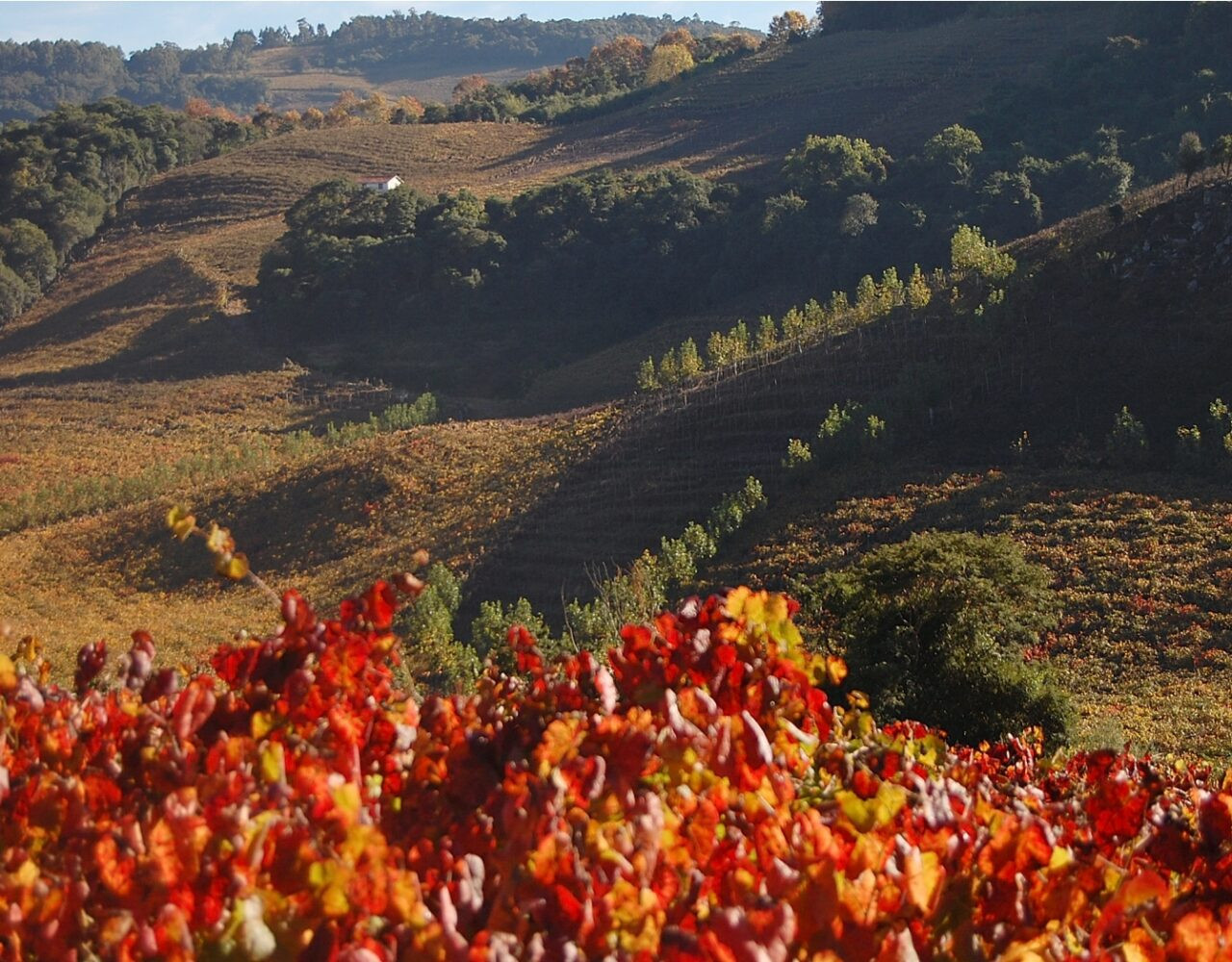 O outono chega ao Vale dos Vinhedos