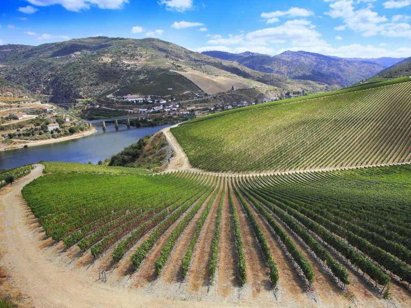 Vinhedos de Ribera del Duero