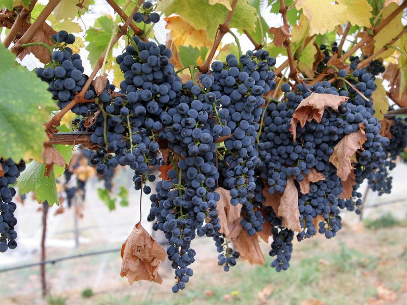 Uva Carménère, Chile
