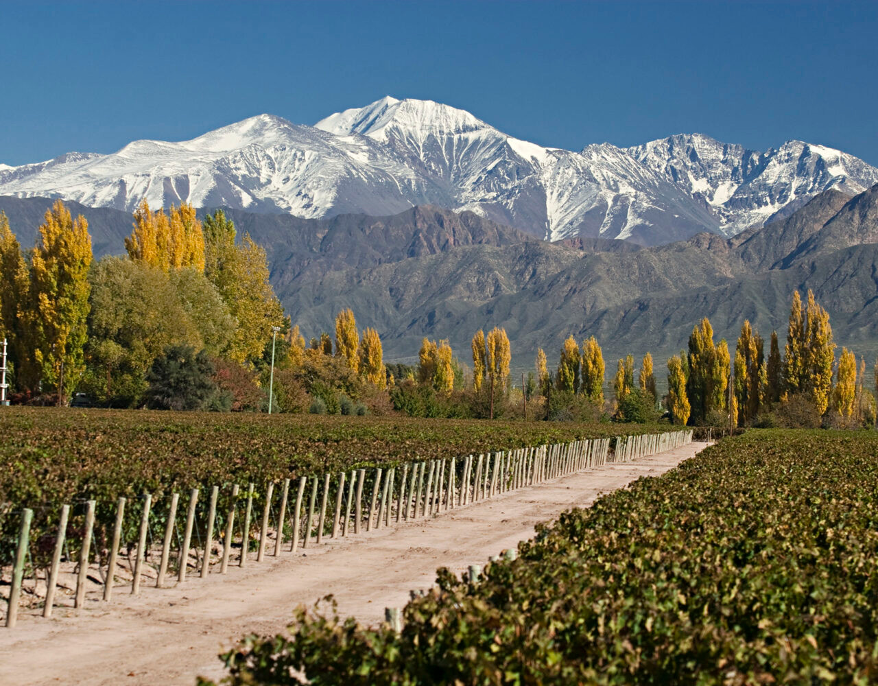 Vinho chileno: um velho – e bom – conhecido!