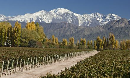 Vinho chileno: um velho – e bom – conhecido!