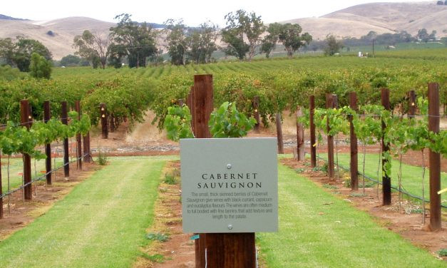 11 Curiosidades sobre a Cabernet Sauvignon