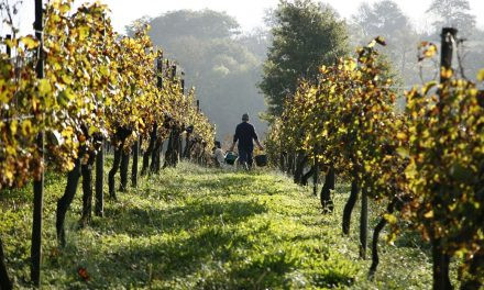 As uvas de Bordeaux