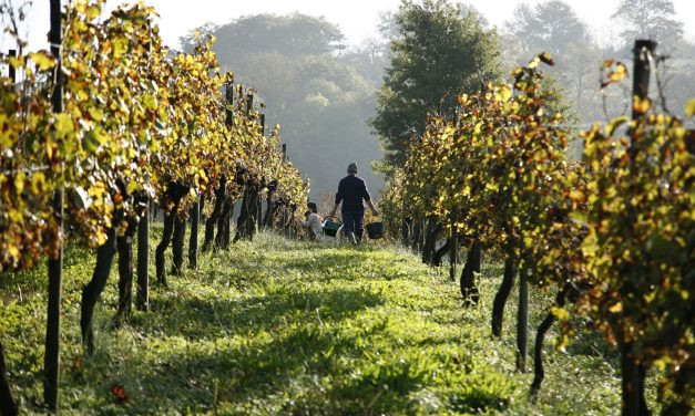 As uvas de Bordeaux