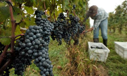 Casa Valduga ensina hóspede a colher uvas e elaborar vinho durante vindima