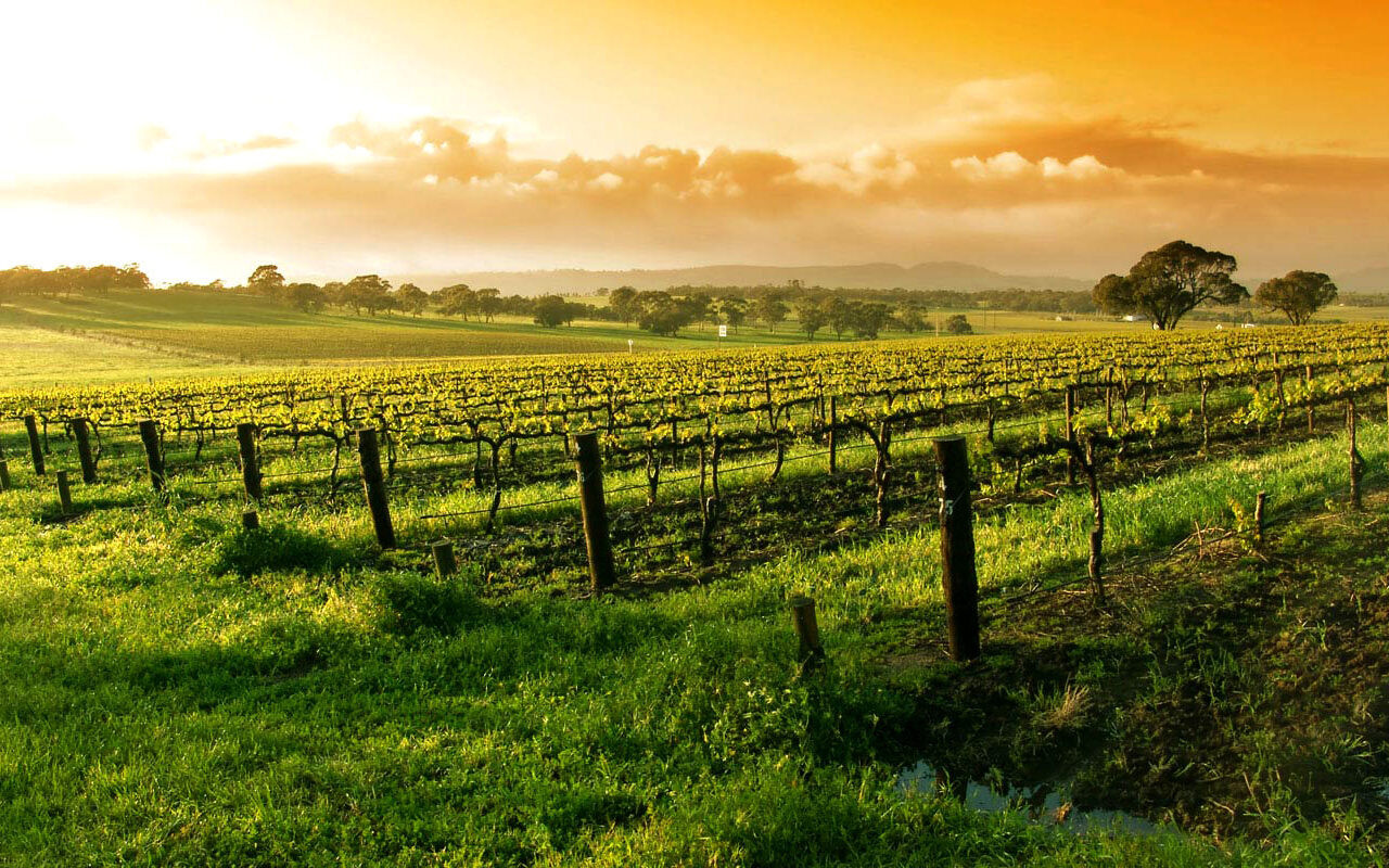 A Califórnia e os vinhos que incomodaram os franceses