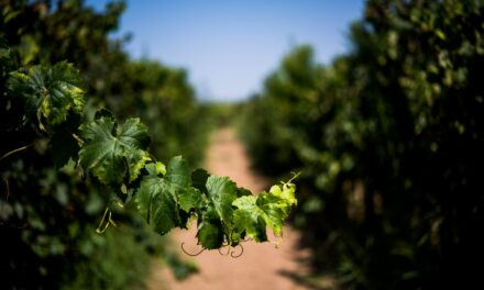 Vinhos do Tejo apresentam ‘Programas de Vindimas 2019’