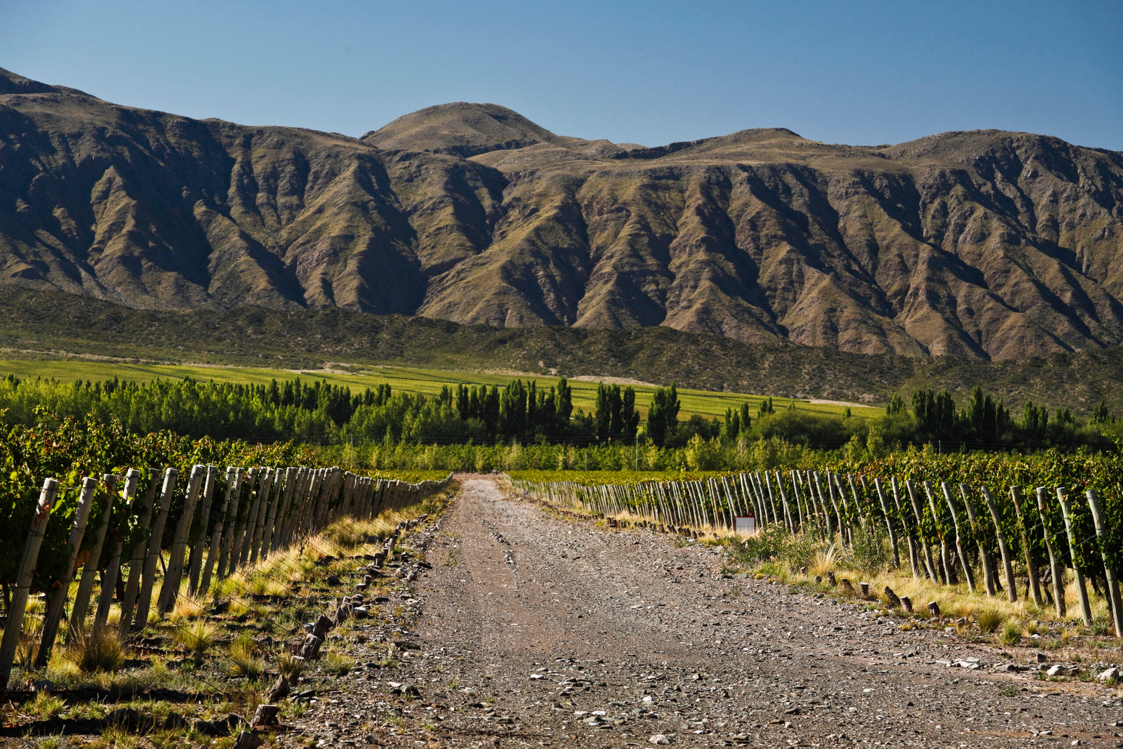Wines of Argentina - Viva o Vinho