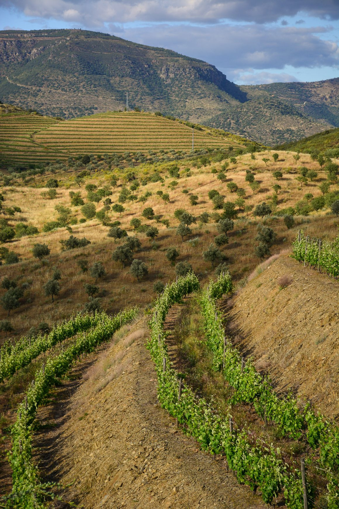 Quinta da Leda, Douro | Viva o Vinho