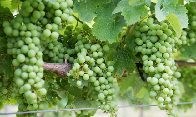 Chardonnay: uma casta branca presente em todos os continentes