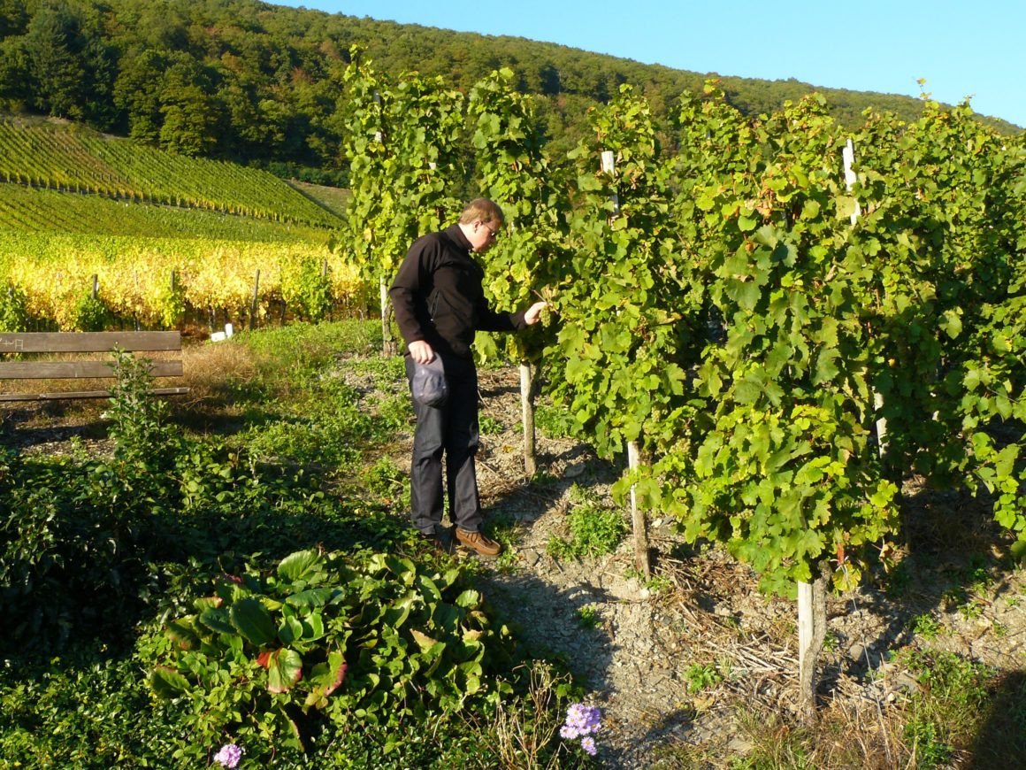 Produção Integrada - Viva o Vinho