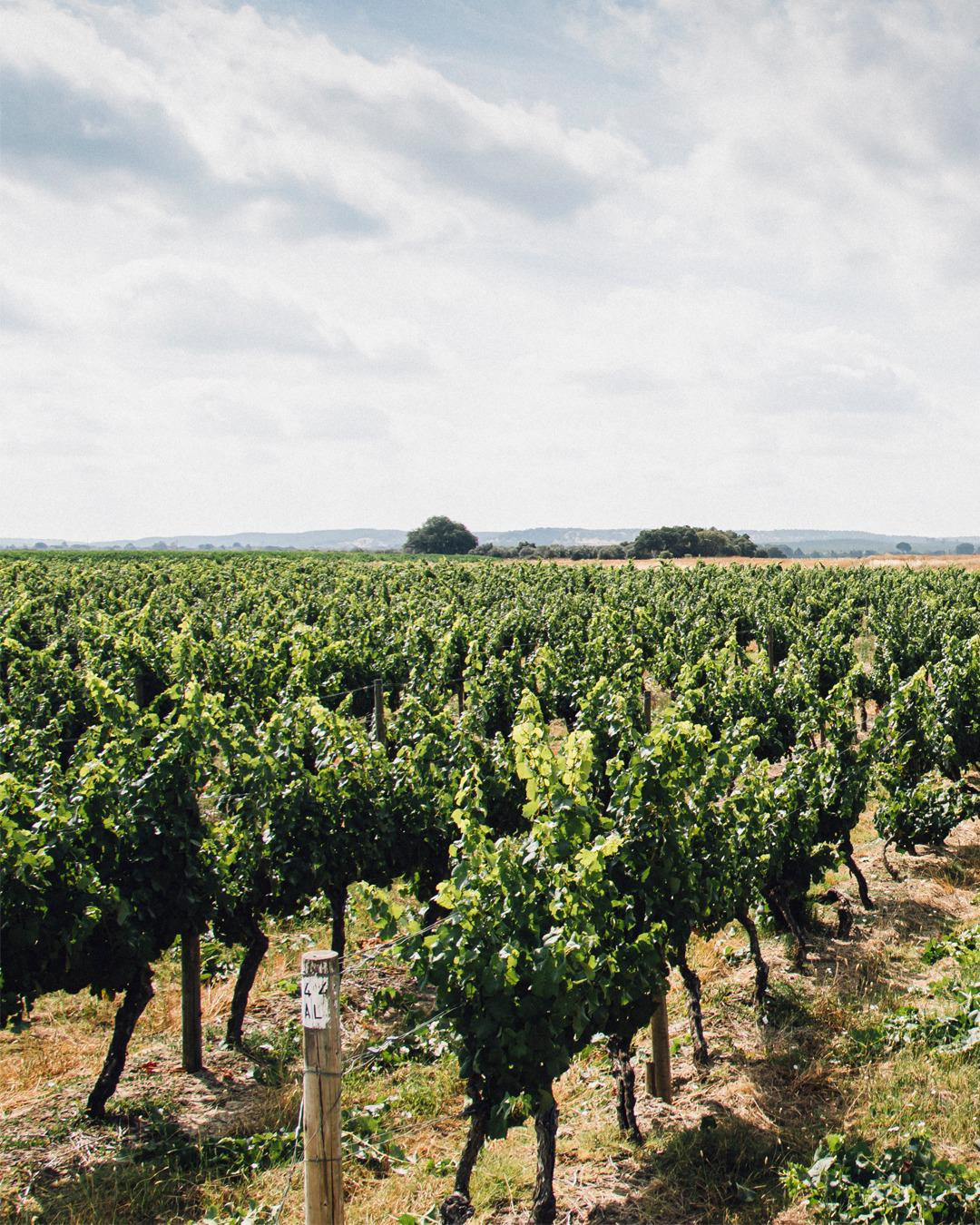 Quinta da Lagoalva | Viva o Vinho