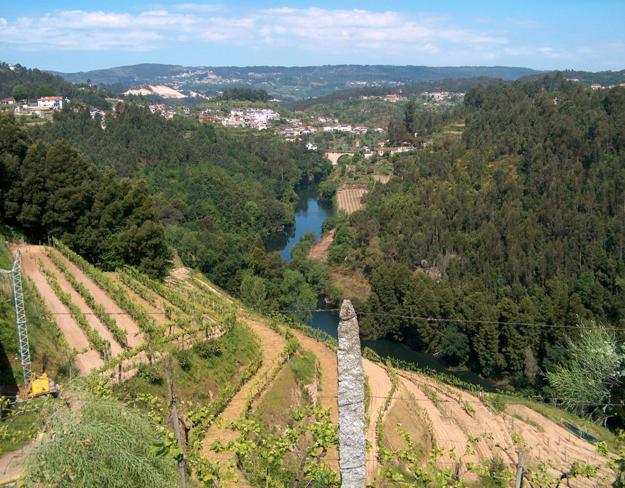 Alvarinho: a uva branca símbolo dos Vinhos Verdes