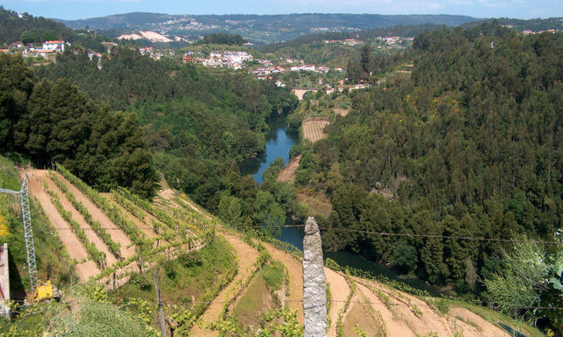 Alvarinho: a uva branca símbolo dos Vinhos Verdes