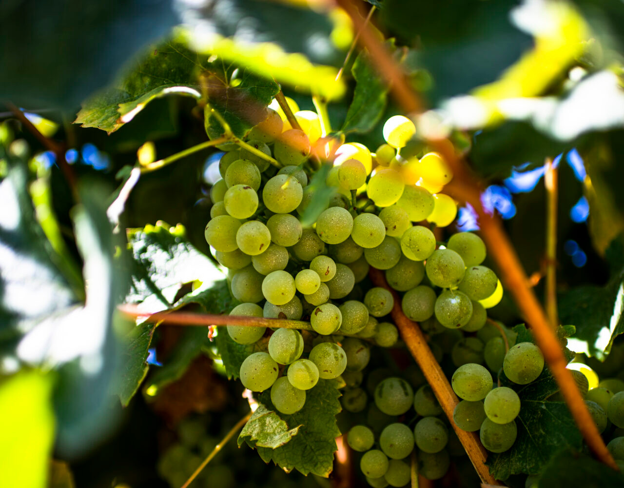 Região do Tejo: terra de vinhos e tradição