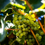 Vinhos do Tejo: uma região que celebra o passado e brinda ao futuro