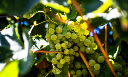 Região do Tejo: terra de vinhos e tradição