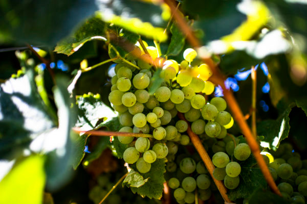 Vinhos do Tejo | Viva o Vinho