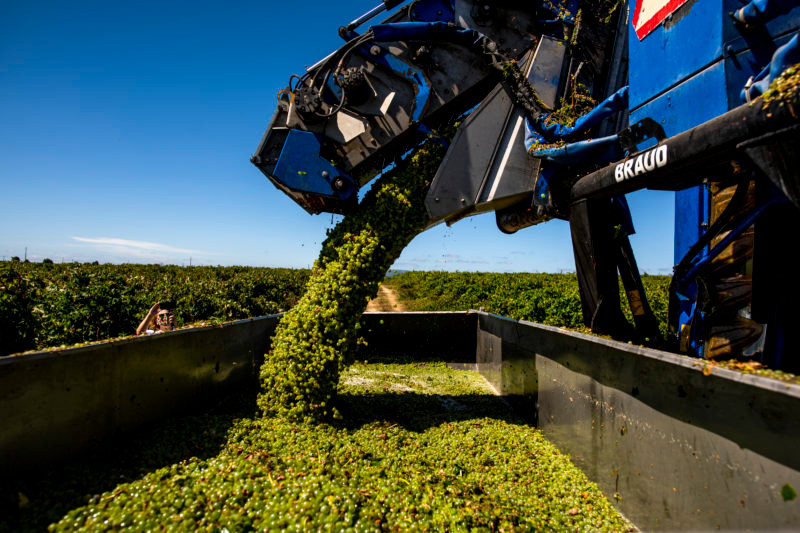 Vinhos do Tejo | Viva o Vinho