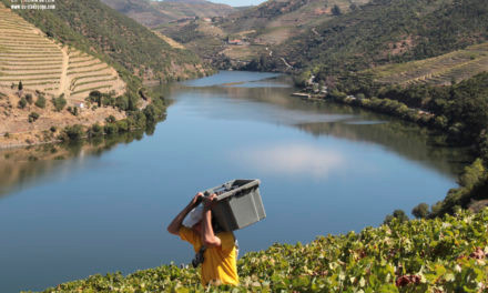 Quinta do Pôpa pioneira na (re)abertura do seu enoturismo