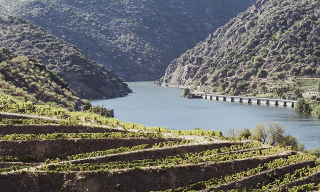 IVDP anuncia Rota dos Vinhos e Enoturismo do Porto e Norte