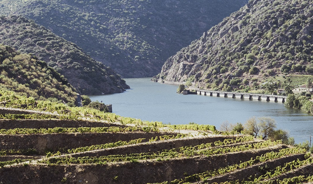 IVDP anuncia Rota dos Vinhos e Enoturismo do Porto e Norte