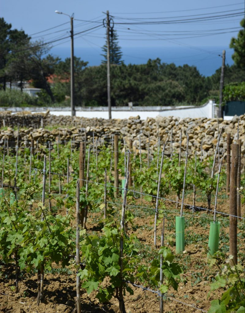 Vinhas de Colares | Viva o Vinho