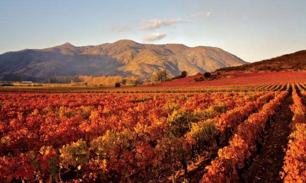 Concha y Toro lança The Cellar Collection