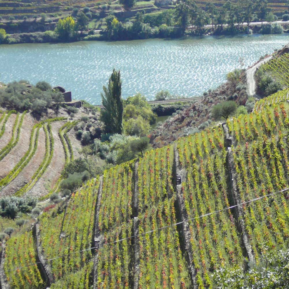 Prova Temática Quinta do Crasto | Viva o Vinho