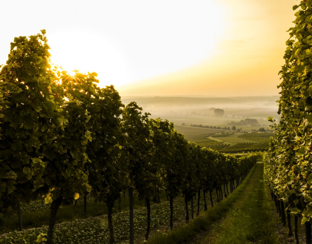 Vinhos de Altitude de Santa Catarina ganham Indicação de Procedência