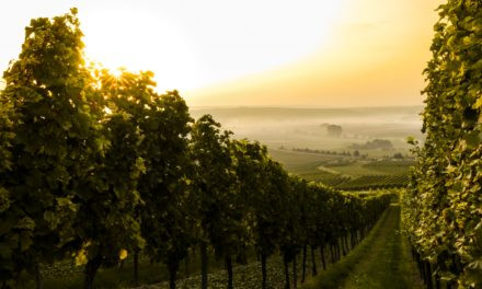 Vinhos de Altitude de Santa Catarina ganham Indicação de Procedência