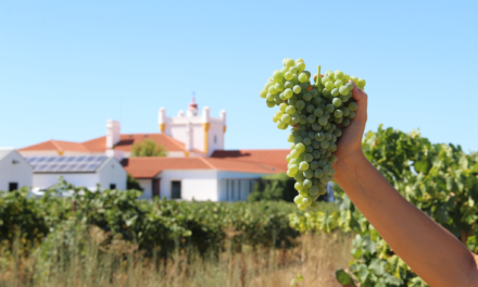 Venha saborear o Alentejo nas vindimas de Torre de Palma