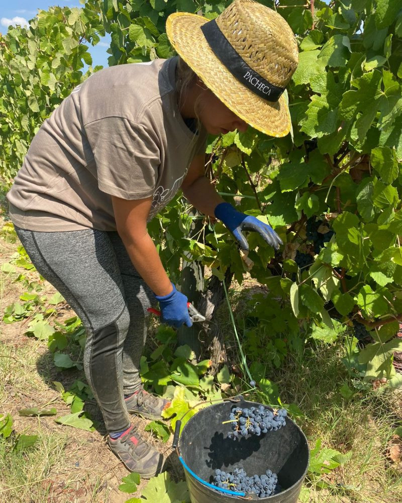 Vindimas Quinta da Pacheca | Viva o Vinho