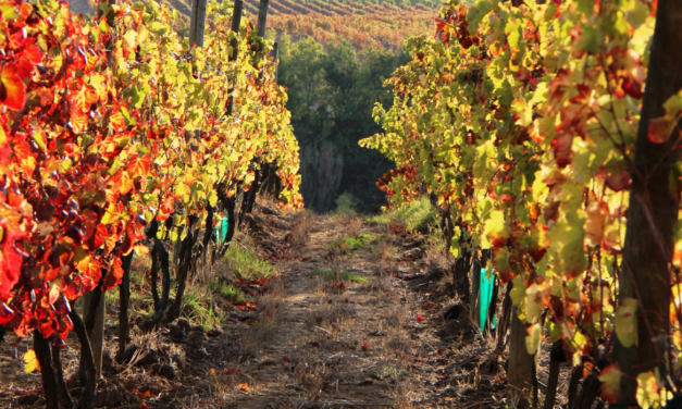 TASTE@QMdO: uma iniciativa que junta os melhores vinhos da quinta ao melhor da cozinha nacional e internacional!
