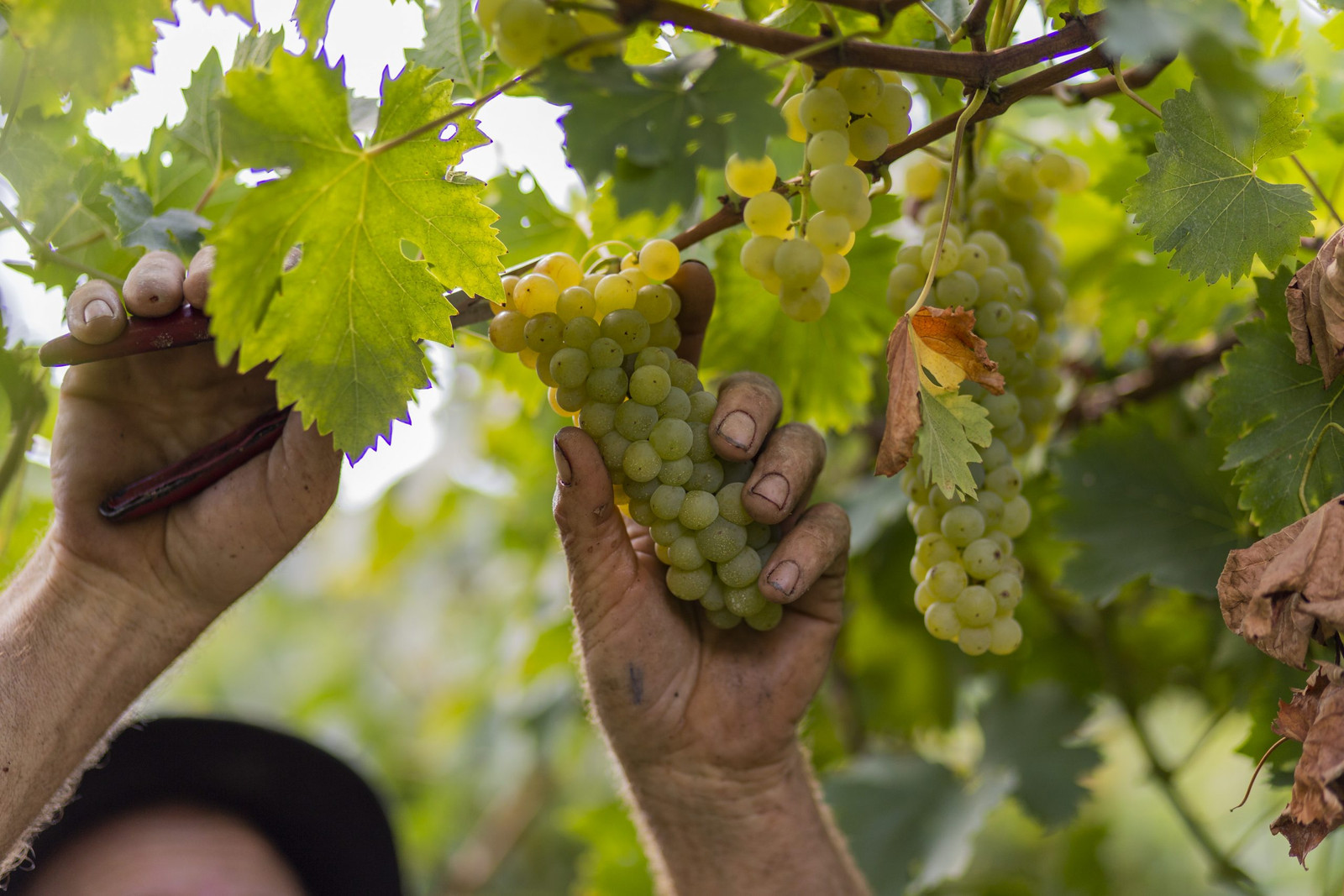 Uvas da Safra 2022 | Viva o Vinho