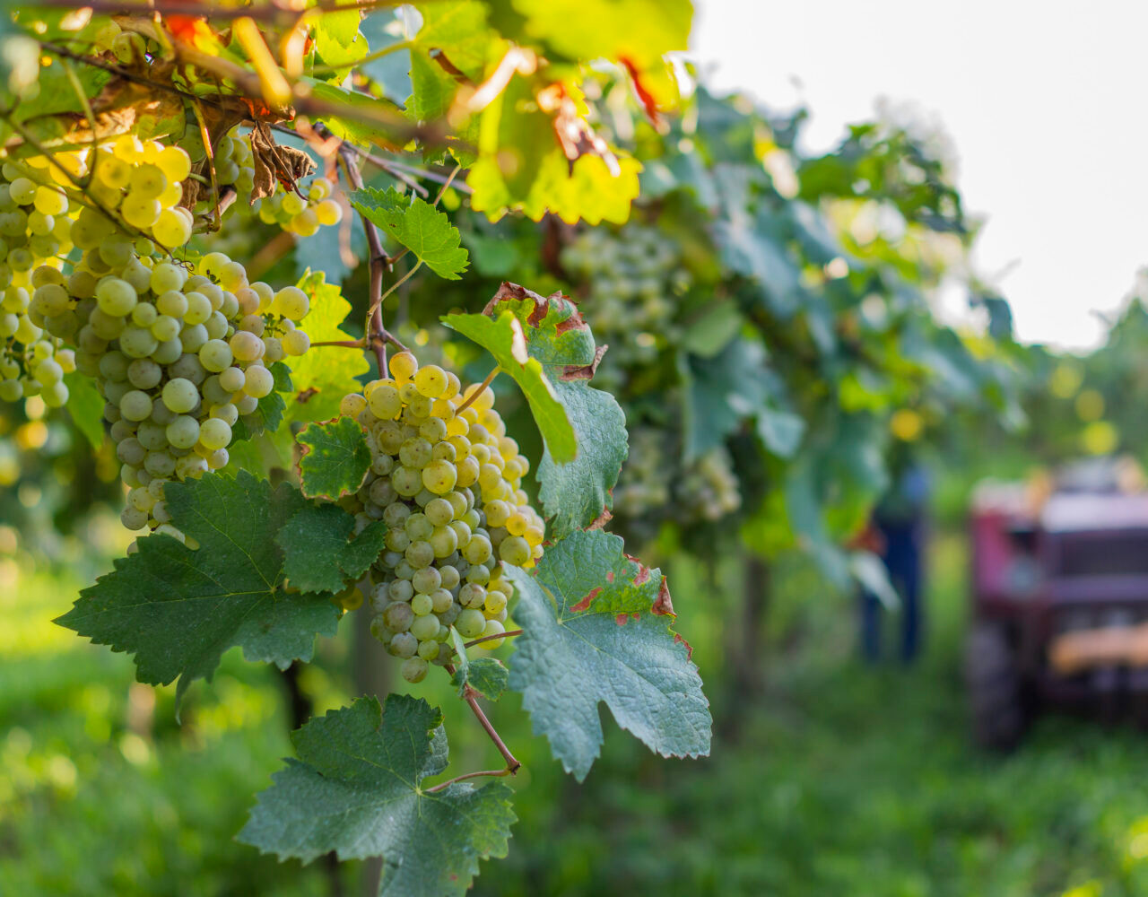 Uvas da Safra 2022 chegam à Cooperativa Vinícola Garibaldi com destaque para boa qualidade