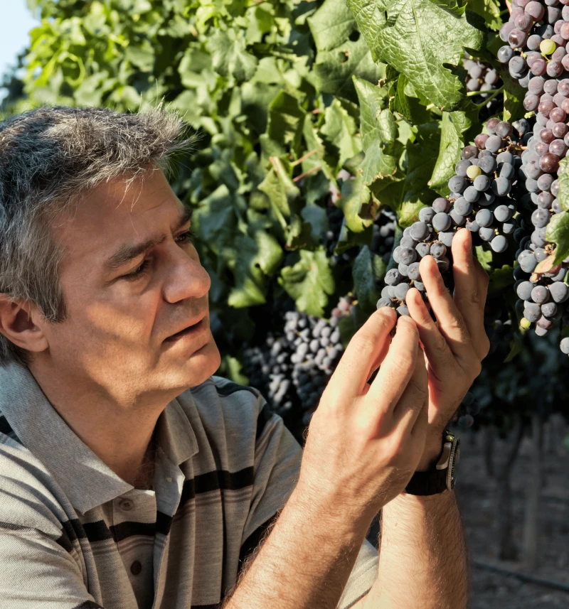 Enólogo | Viva o Vinho